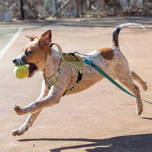 Padded Dog harness