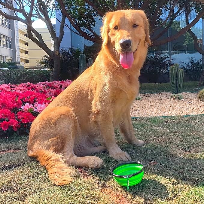 BRANDS & BEYOND Pet Accessories Green Collapsible Dog Bowl for Cats Dogs, Portable Pet