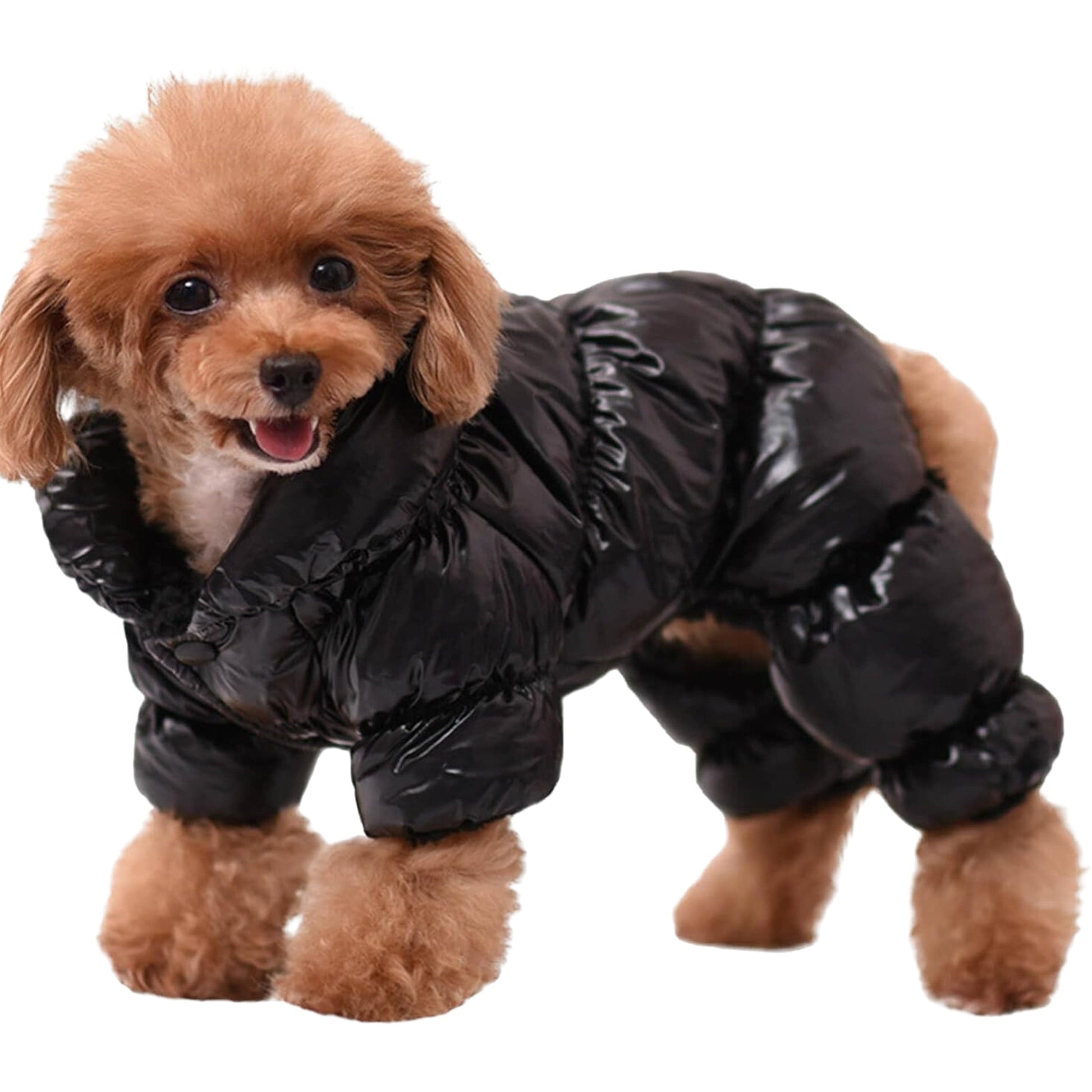 BRANDS & BEYOND Pet Accessories M / Black Waterproof Dog Jacket for Winter